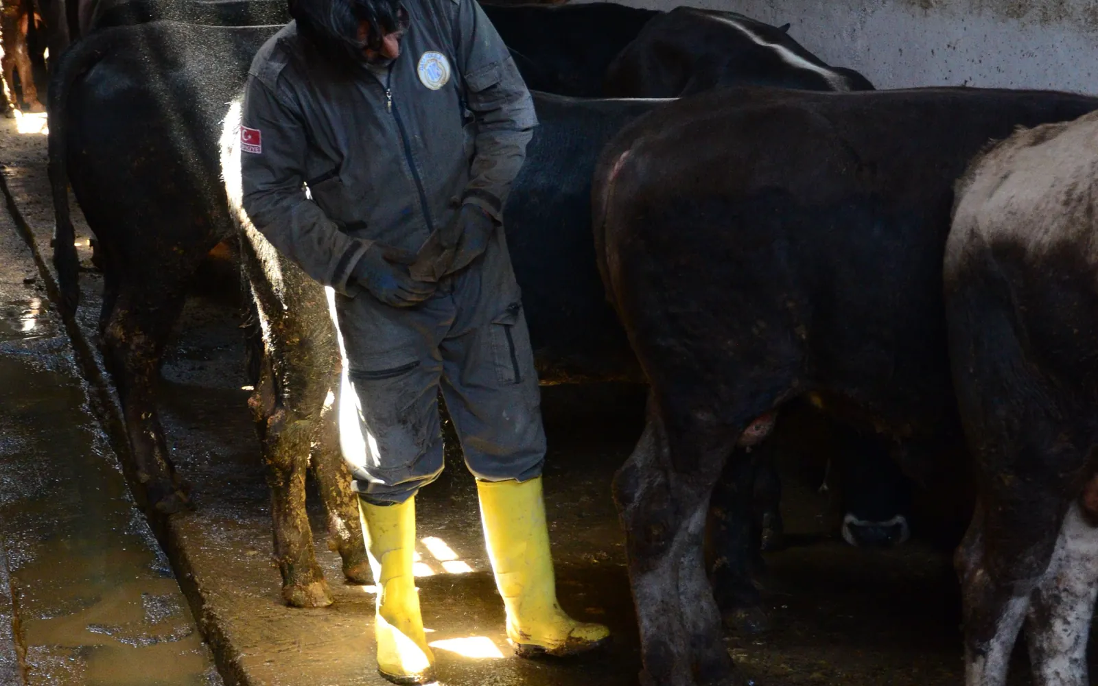 Livestock worker observing cattle inside a barn.